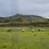 Sheep grazing in a field